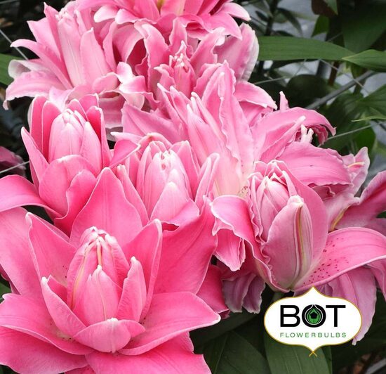 TRENTINO (Austrumu smaržīgā lilija)